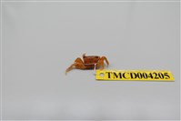 藏品(斑點擬相手蟹)的圖片